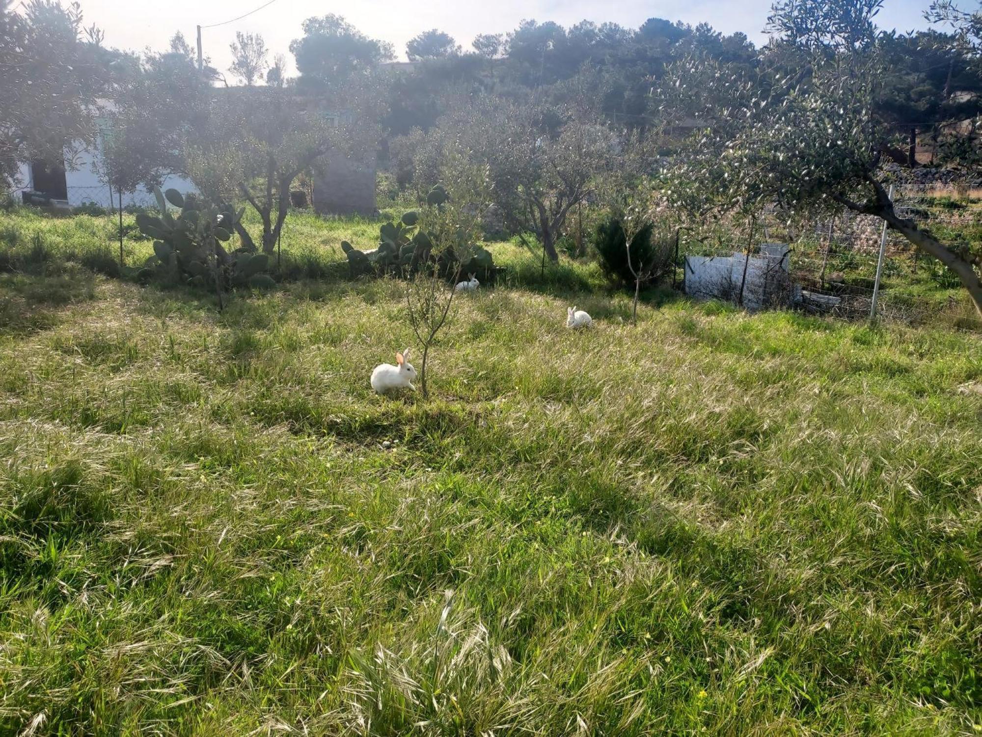 Principessa Telendos Villa Kálymnos Kültér fotó